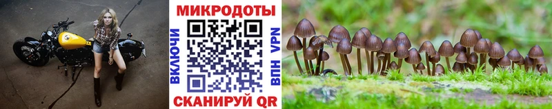 Галлюциногенные грибы Psilocybe  Новая Ляля 
